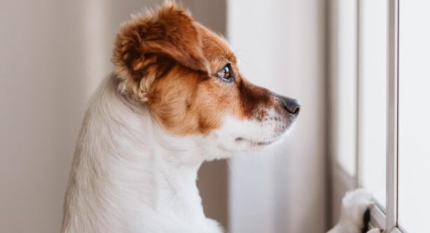 small dog looking longingly out a window